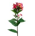 Floristik24 Plamenný květ růžový 72cm