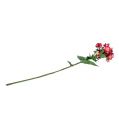 Floristik24 Plamenný květ růžový 72cm