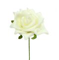 Floristik24 Pěnová růže Ø7,5cm krémová 18ks