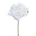 Floristik24 Pěnová růže Ø 7,5cm bílá 18ks