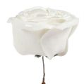 Floristik24 Pěnová růže bílá s perletí Ø10cm 6ks