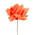 Floristik24 Pěnová růže Ø 10cm Oranžová 8ks
