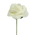 Floristik24 Pěnová růže Ø4,5cm Krémová 36str