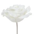 Floristik24 Pěnová růže bílá Ø10cm zasněžená 6ks