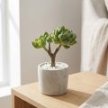 Sukulentní Echeveria umělá zelená H15cm | Floristik24.cz