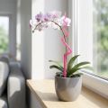Kůl pro orchidej, plastový, růžový, podpěra, kůl pro orchidej, V64cm | Floristik24.cz