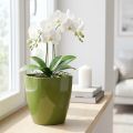 Květináč na orchidej lesklý Ø12,5cm olivově zelený 1 ks | Floristik24.cz