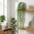 Dekorativní úponky, korálový kaktus, umělý věšák Rhipsalis Zelená L120cm | Floristik24.cz