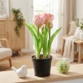 Umělé květiny v květináči Umělé tulipány Růžově žluté 22,5 cm | Floristik24.cz