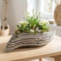 Rostlinná lodička rostlina vlnitý ratan přírodní bílý 45x16cm | Floristik24.cz