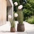 Umělé květiny dekorativní koule květina allium okrasná cibule umělá 54cm | Floristik24.cz