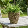 Květináč rustikální mechový vzhled Ø17cm V16,5cm | Floristik24.cz