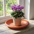 Podšálek "Linda" Ø18cm terakota | Floristik24.cz