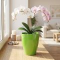 Květináč na orchidej lesklý Ø12,5cm limetka 1 ks | Floristik24.cz