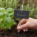 Přírodní břidlicové desky Plug Plant Signs Black 25cm | Floristik24.cz