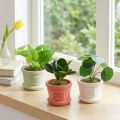 Umělé zelené rostliny mini rostlinky v květináči 15cm 3ks | Floristik24.cz