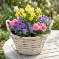 Koš s držadly Košík na třísky Koš na rostliny bělený Ø18cm V12cm | Floristik24.cz