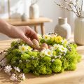 Deco mech světle zelený sobí mech konzervovaný 400g | Floristik24.cz