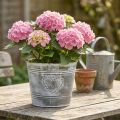 Kovový květináč Shabby Chic s motivem srdce, Ø22cm, V17,5cm | Floristik24.cz