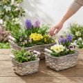 Koš na rostliny s držadly, čtvercová košíková mísa, přírodní květináč na výsadbu shabby chic umytá bílá L30/25,5/21 cm V12/11/10 cm sada 3 ks | Floristik24.cz