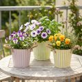 Kbelík na sázení, květináč s rukojeťmi, kovová dekorace růžová/zelená/žlutá shabby chic Ø16,5 cm V15 cm 3dílná sada | Floristik24.cz