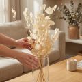 Sušené stříbrné lístky Lunaria Champagne 65-70cm 20g | Floristik24.cz