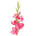 Floristik24 Umělá gladiolasa s ozdobnými květy, 88 cm