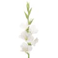 Floristik24 Umělý mečík, dlouhý stonek, do vázy, 88 cm