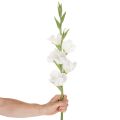 Umělý mečík, dlouhý stonek, do vázy, 88 cm | Floristik24.cz
