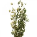 Floristik24 Sušený květ, Amarant, Gomphrena Globosa White L49cm 45g