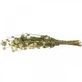 Floristik24 Sušený květ, Amarant, Gomphrena Globosa White L49cm 45g