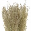Floristik24 Sušená tráva okrasná tráva pro suchou floristickou dekoraci příroda V55cm