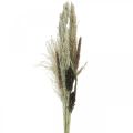 Floristik24 Sušené trávy v trsu Suchá floristika Suchá kytice V70cm