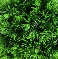 Floristik24 Koule z trávy dekorativní koule zelená umělé rostliny kulatá Ø18cm 1ks