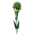 Floristik24 Zelený karafiát vousatý umělá květina jako ze zahrady 54cm