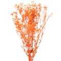 Floristik24 Kytice sušených květin Gypsophila s dětským dechem 75 cm 100 g