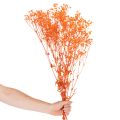 Kytice sušených květin Gypsophila s dětským dechem 75 cm 100 g | Floristik24.cz