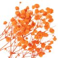 Kytice sušených květin Gypsophila s dětským dechem 75 cm 100 g | Floristik24.cz