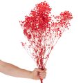 Sušený svazek gypsofily (dětské dychové větvičky) 75 cm 100 g | Floristik24.cz