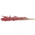 Floristik24 Králičí ocásek tráva Lagurus sušená světle růžová 60cm 50g