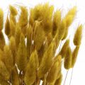 Floristik24 Králičí ocásek tráva Lagurus sušená oliva 60cm 50g