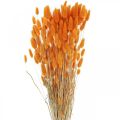 Floristik24 Králičí ocásek Gras Lagurus sušený pomeranč 60cm 50g