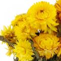 Floristik24 Slámově žluté sušené sušené květiny dekorativní kytice 75g