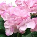 Floristik24 Umělá růžová hortenzie v květináči 35 cm