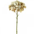 Floristik24 Hortenzie umělá květina hnědá, bílá podzimní dekorace hedvábná květina V32cm