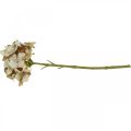 Floristik24 Hortenzie umělá květina hnědá, bílá podzimní dekorace hedvábná květina V32cm