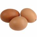 Floristik24 Kuřecí vejce hnědá 10ks