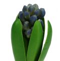 Floristik24 Hyacint s cibulovou modrou 15cm 3ks