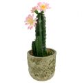 Floristik24 Kaktus v květináči s růžovým květem V 21cm