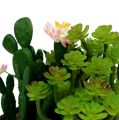 Floristik24 Kaktus s květinou 14cm v dřevěné krabičce